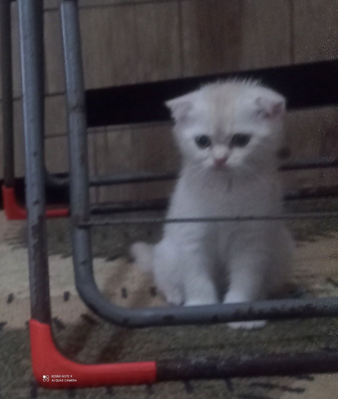 Продам котят скоттиш фолд