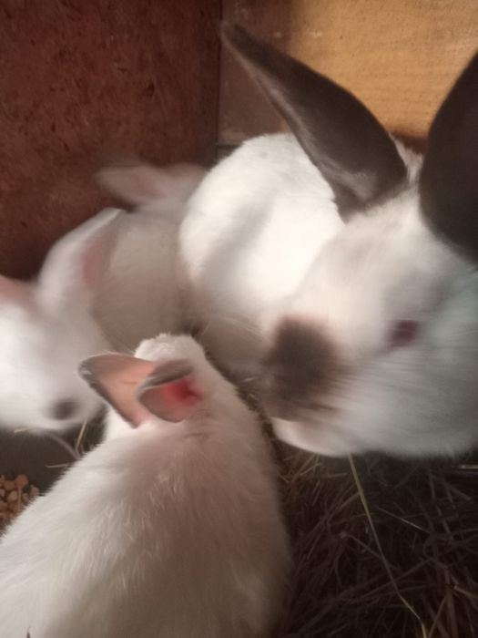 Iepuri Californieni originali