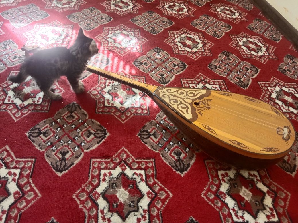 Dombira satiladi.