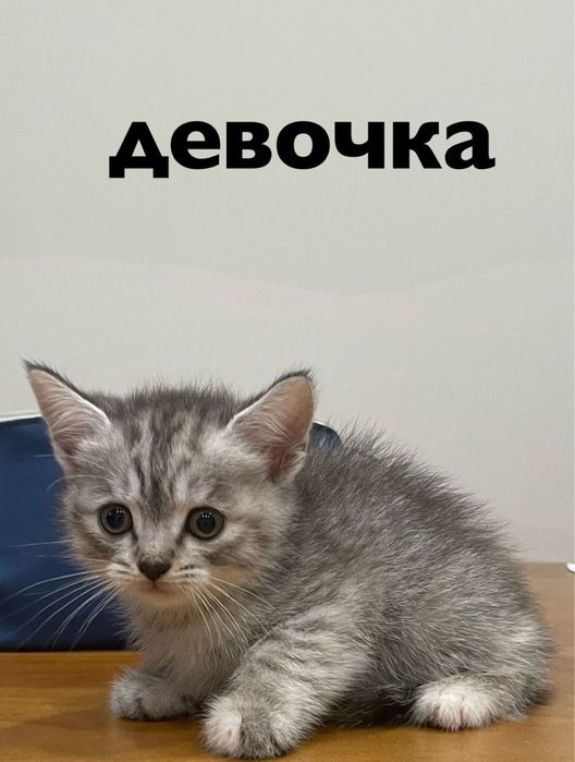 Котят пародиятый шотландски 2 мальчика 1 девочка желательно в хорошие