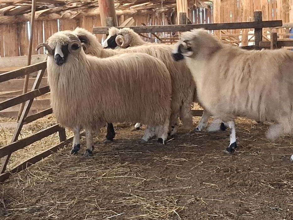 Berbeci miori și noatini