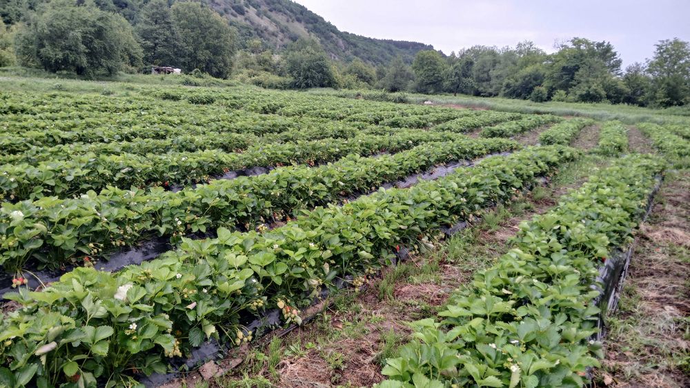 Разсад ягоди холандски и италянски сортове