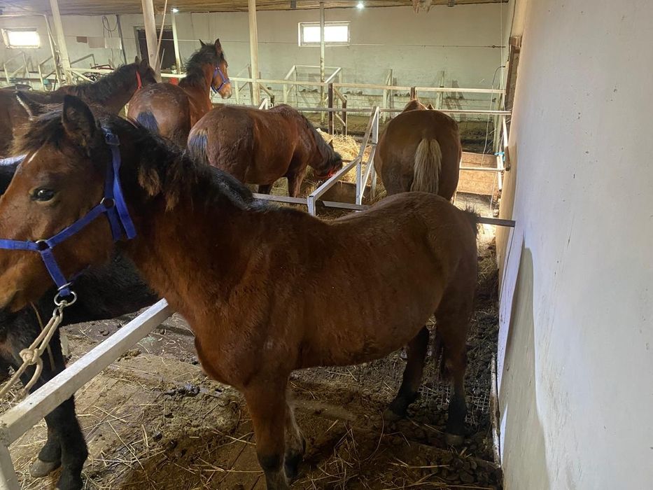 Продам лошадей  таичиков