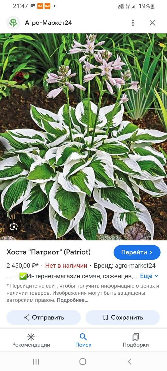 Гортензии  дейции жасмин форзиция  астильба лабазник  лилейник  айва