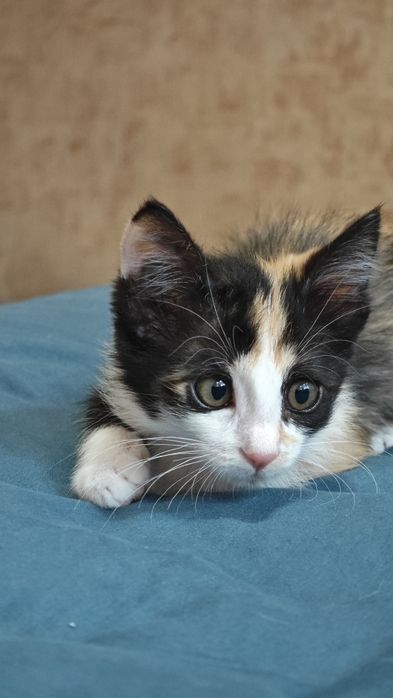Котенок трехцветка в добрые руки
