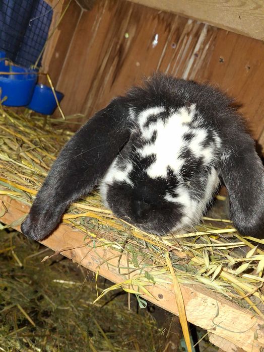 Iepuri rex dalmatian, berbec german, secuiesc