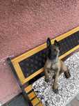 Vând cățel din rasa ciobanesc malinois(belgian)