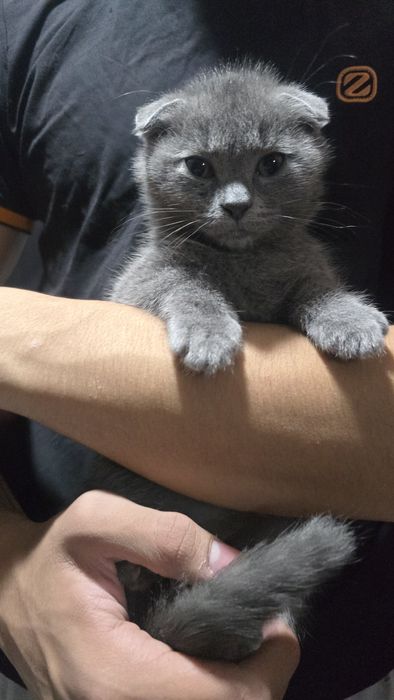 Породные котята 100%