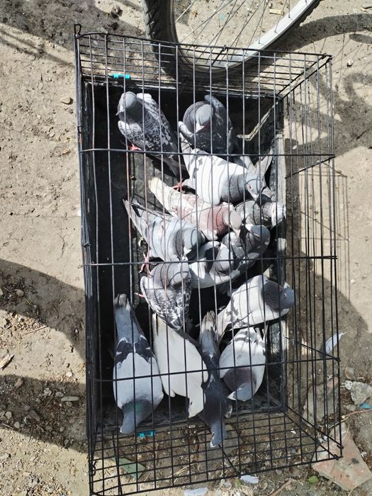 Vând porumbei voiajori