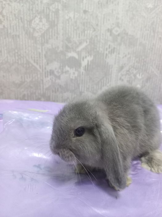 декоративный кролик