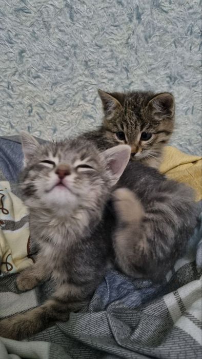 Котята маленькие