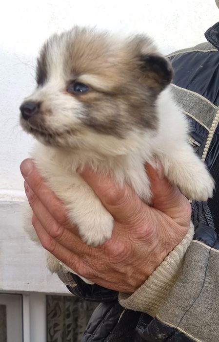 Кученца Немски шпиц!