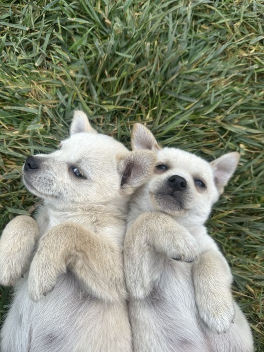 Две братчета си търсят дом Бял Пинчер