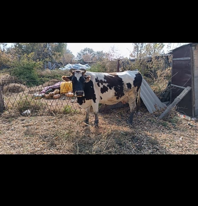 Продам срочно коров