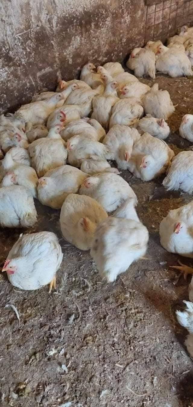 Avem la vânzare pui de carne și rasa mixta