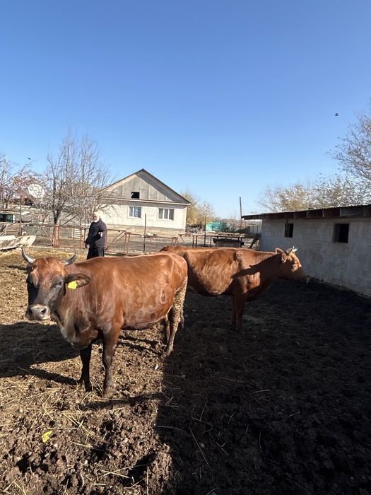 Крупно рагатый скот