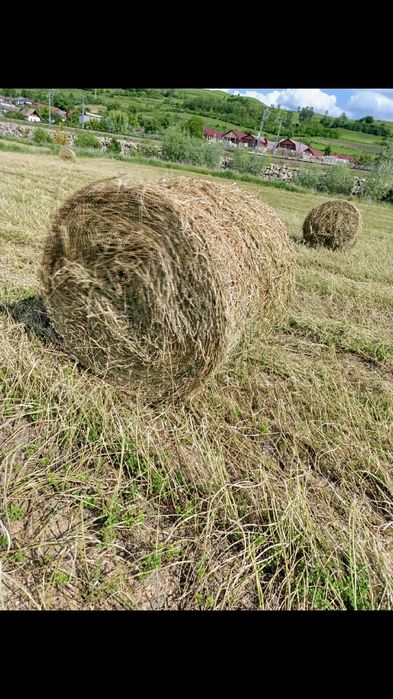 Vând baloți de lucerna