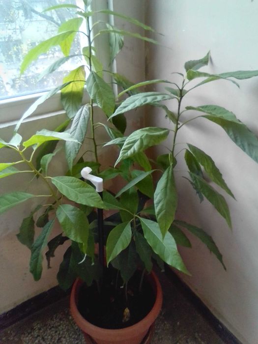 Авокадо 5 броя + саксия