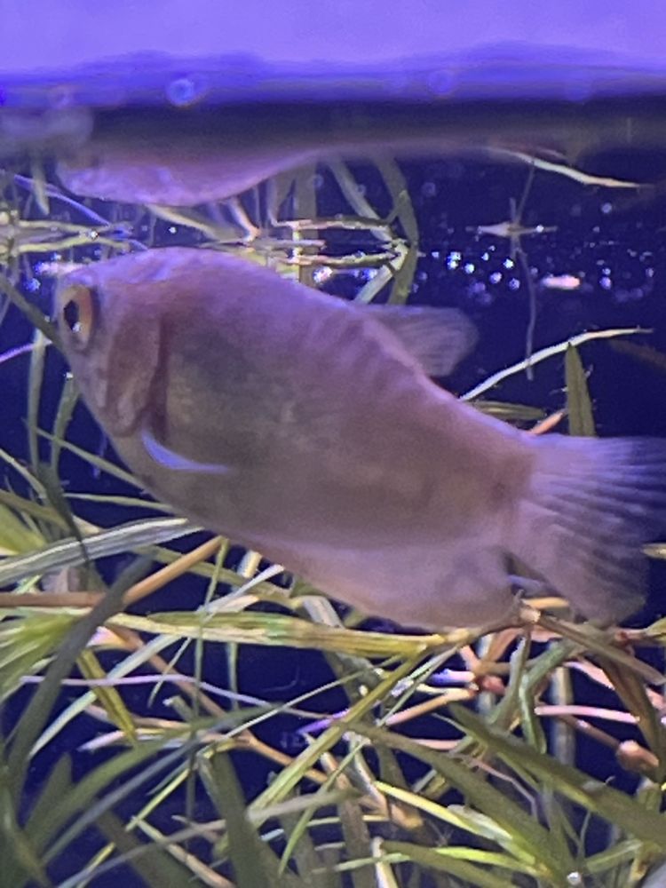 3 melci pomaceea, 3 melci asasini si un gourami silver acvariu pesti