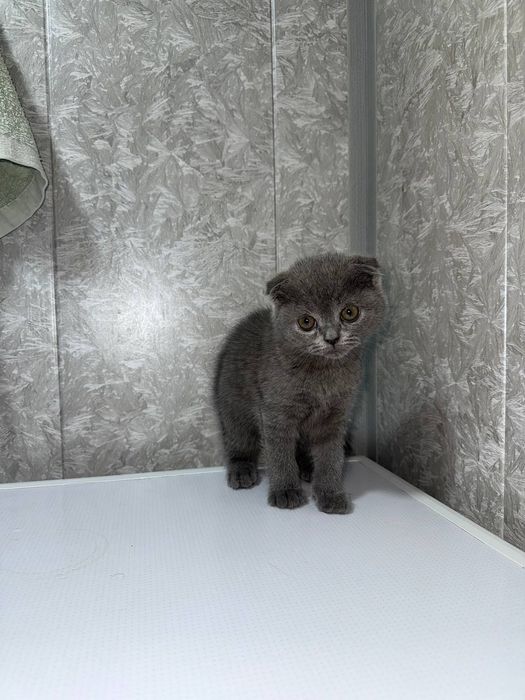 Skottish Fold 3oylik