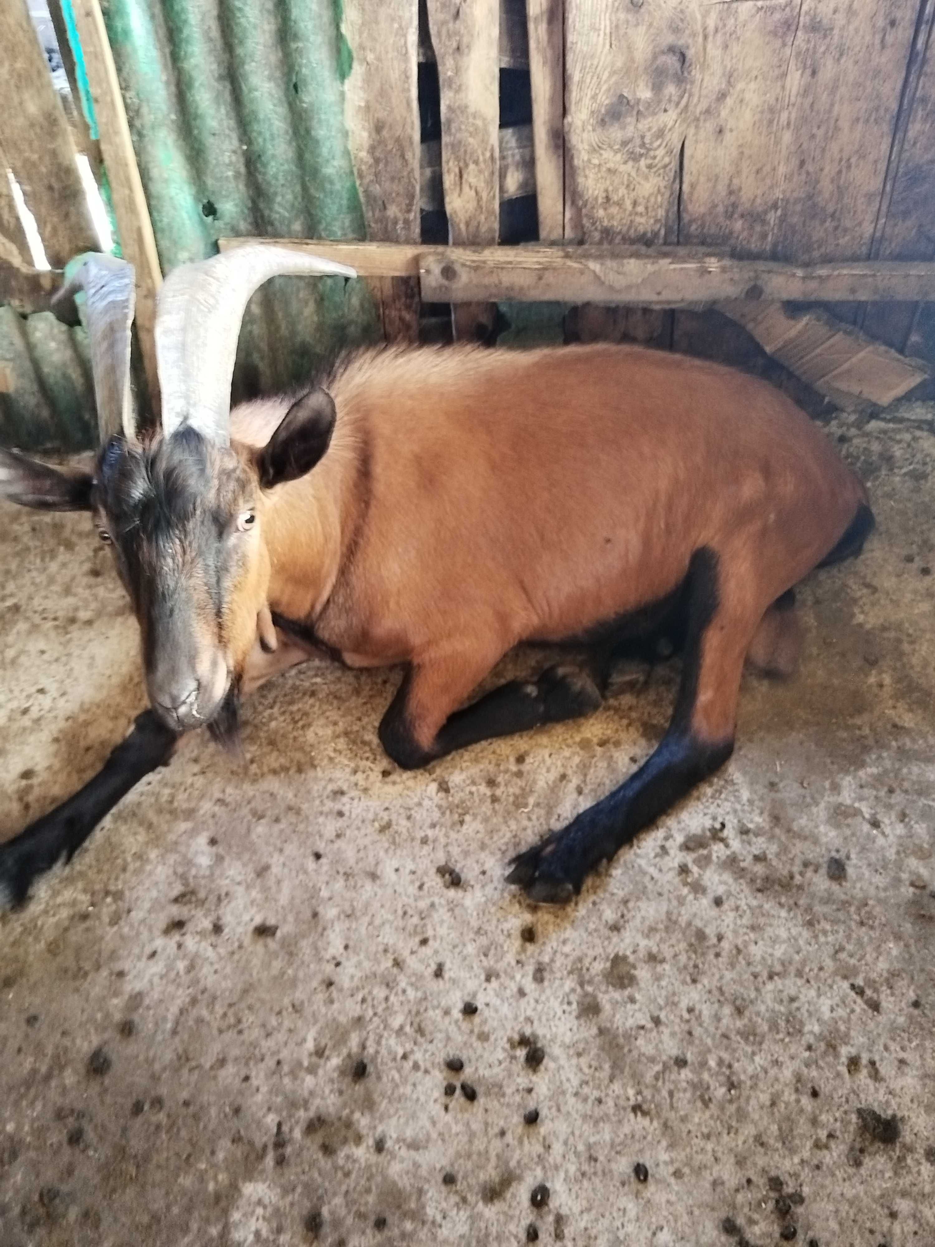 De vânzare  țap alpin francez