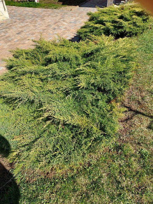 ienupăr pitic,conifer de 1 m diametru