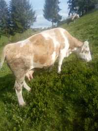 De vînzare 2 vacii , bălțată românească,mai multe detalii la tel