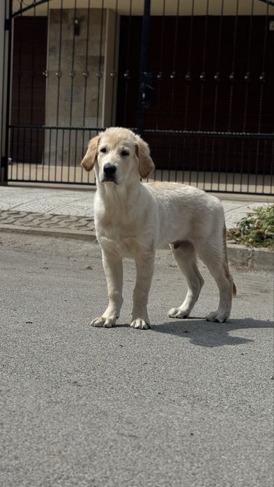 Голдън ретривър