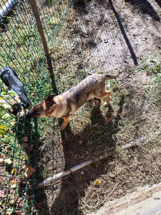 catelusa lup german.