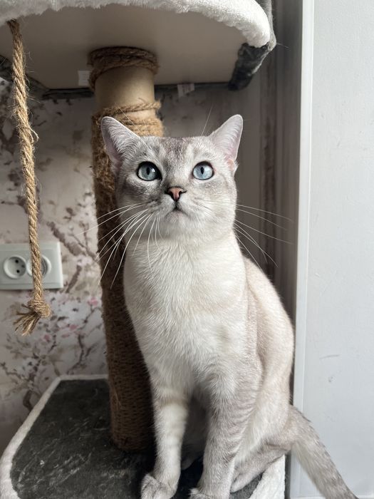 Вязка с котом, шотландская серебристая шиншилла