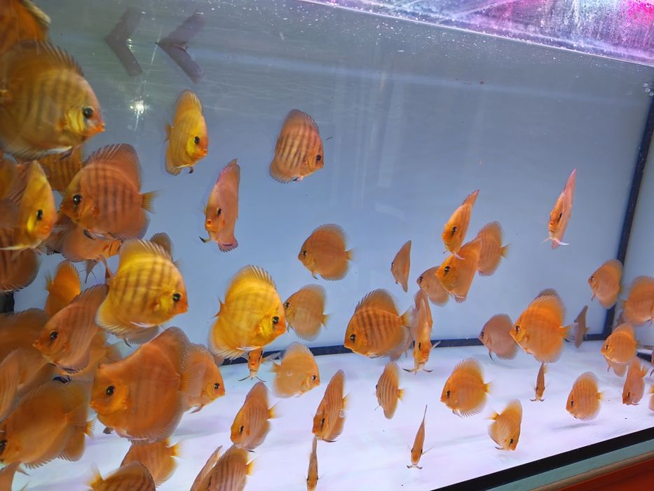 Дискуси-малки риби.