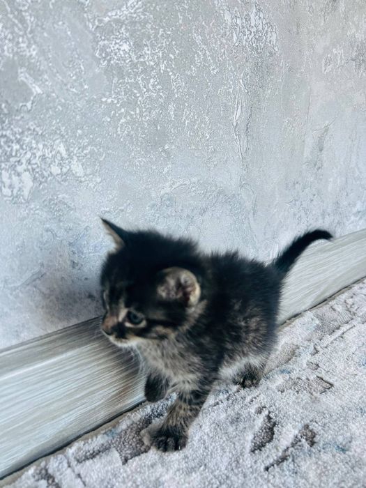 Котята. Отдам в хорошие руки