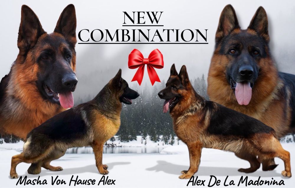 Немска Овчарка ( German Shephard)