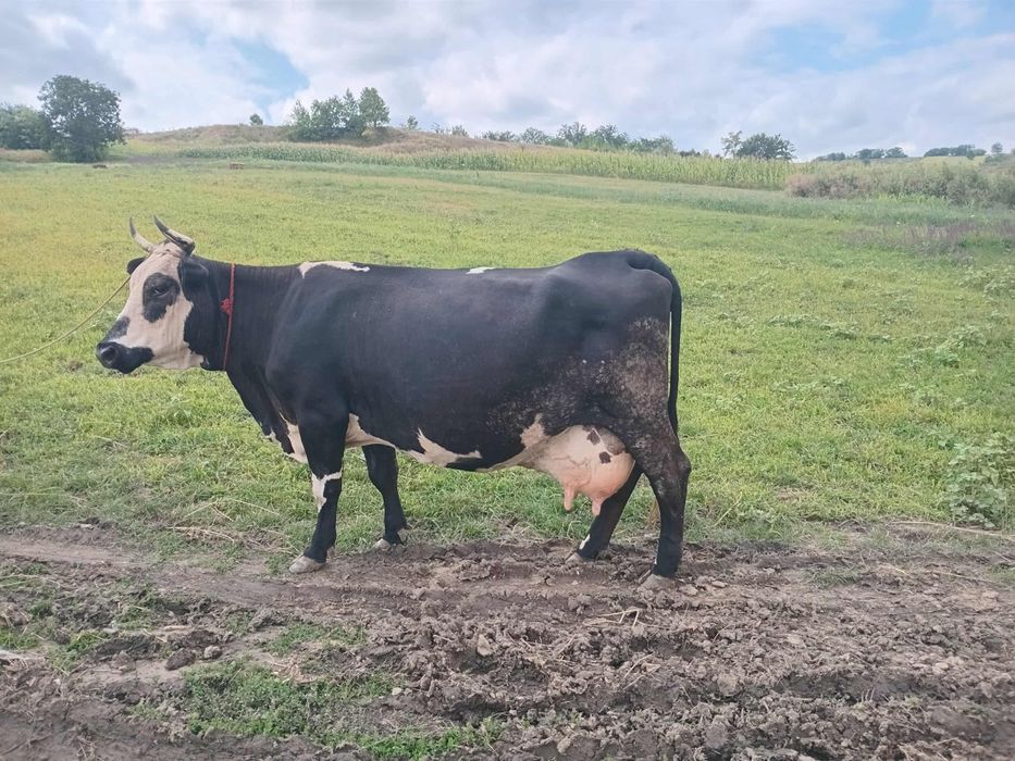 Vând vaca de lapte