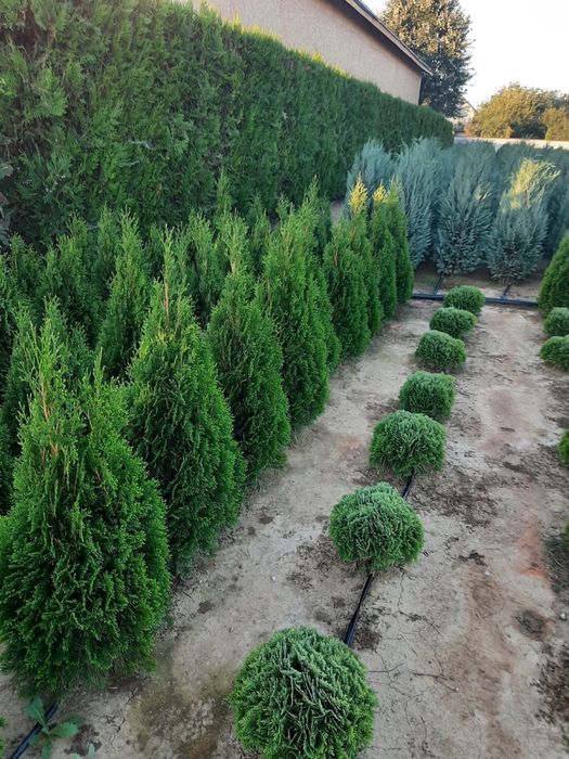 Vand tuia plante ornamentale pentru gard viu flori pomi