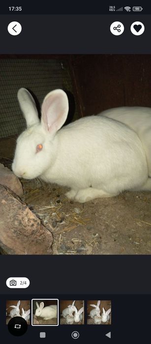 Quyon sotiladi 2 ta ayol