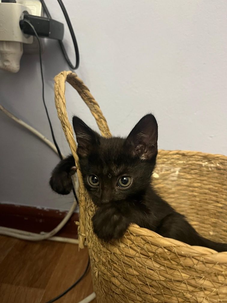 Котёнок в ответственные руки