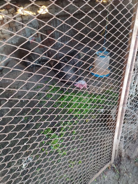 Продавам Домашни Пуйки!