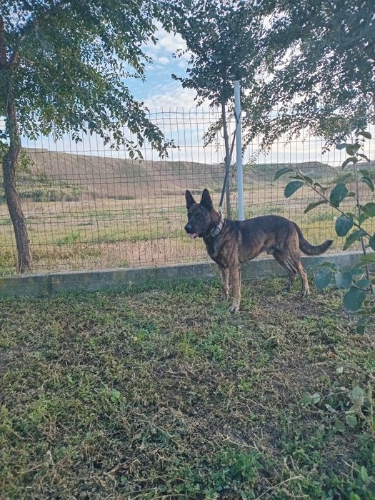 Mascul ciobanesc olandez!