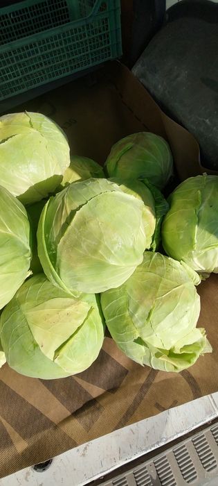 Продавам зеле Кьосе и Ергенско