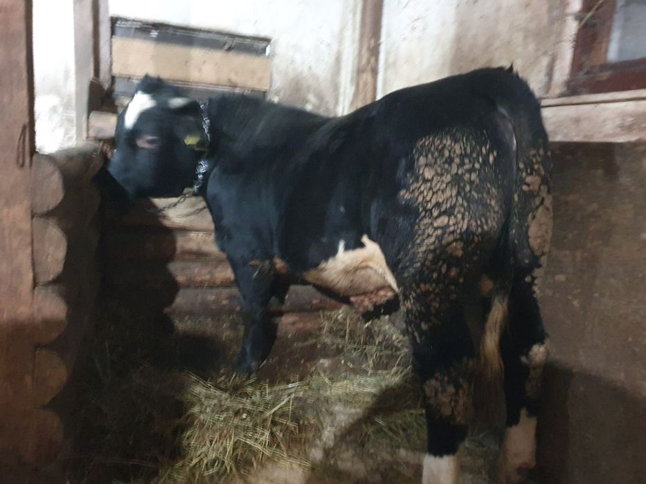 Taur de vanzare bun de sacrificat