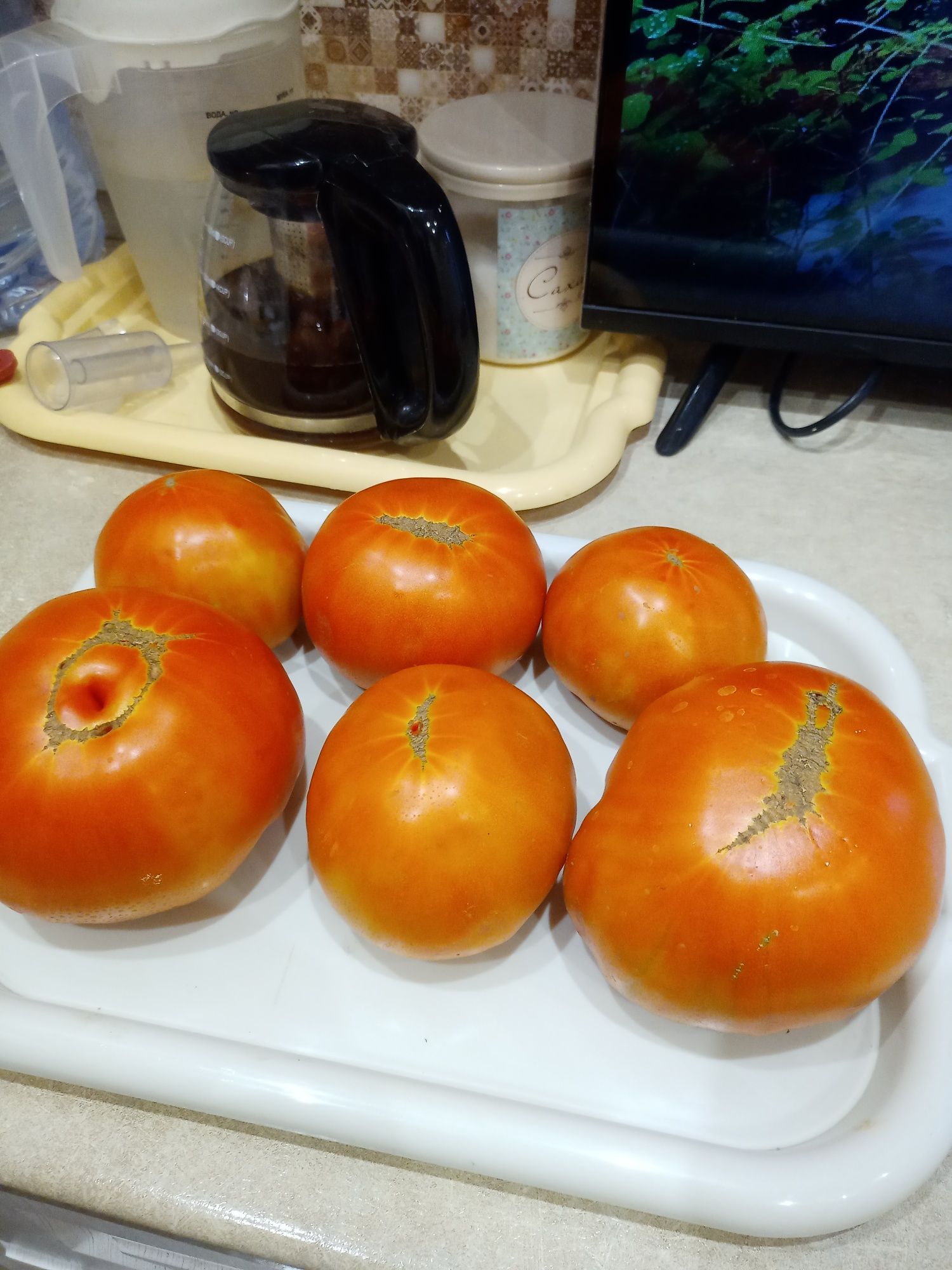 Рассада на правом берегу помидор 11 сортов больших томатов и 16 сортов