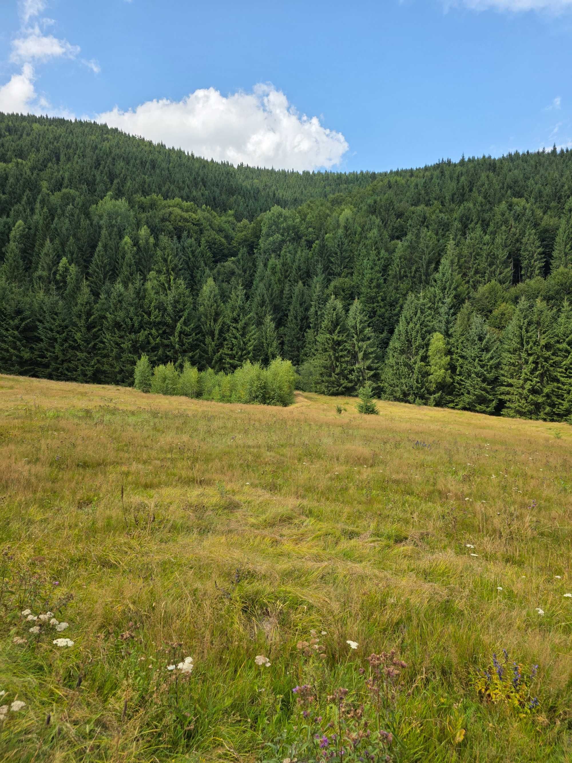 Vânzare teren la munte, Baraj Drăgan-Alunu-Apuseni , de la 9,5 E/mp