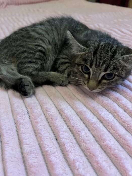 Отдам котенка, найденного на улице