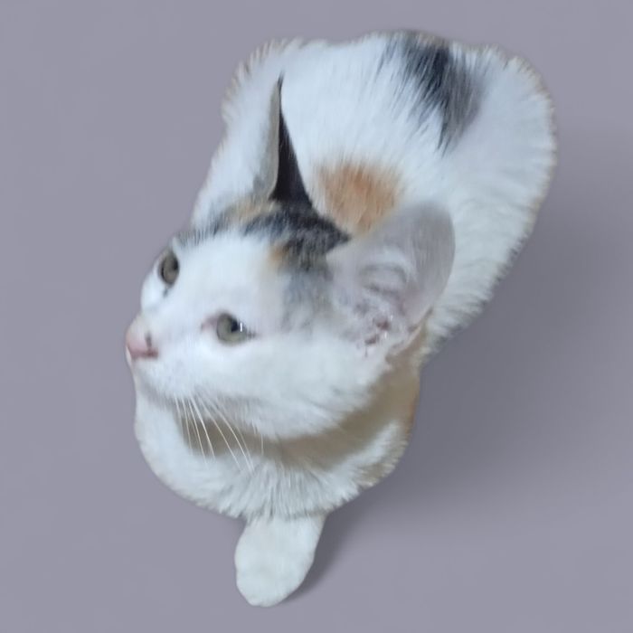 Продам кошечку на счастье