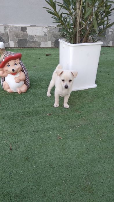 Бели пинчери на два месеца