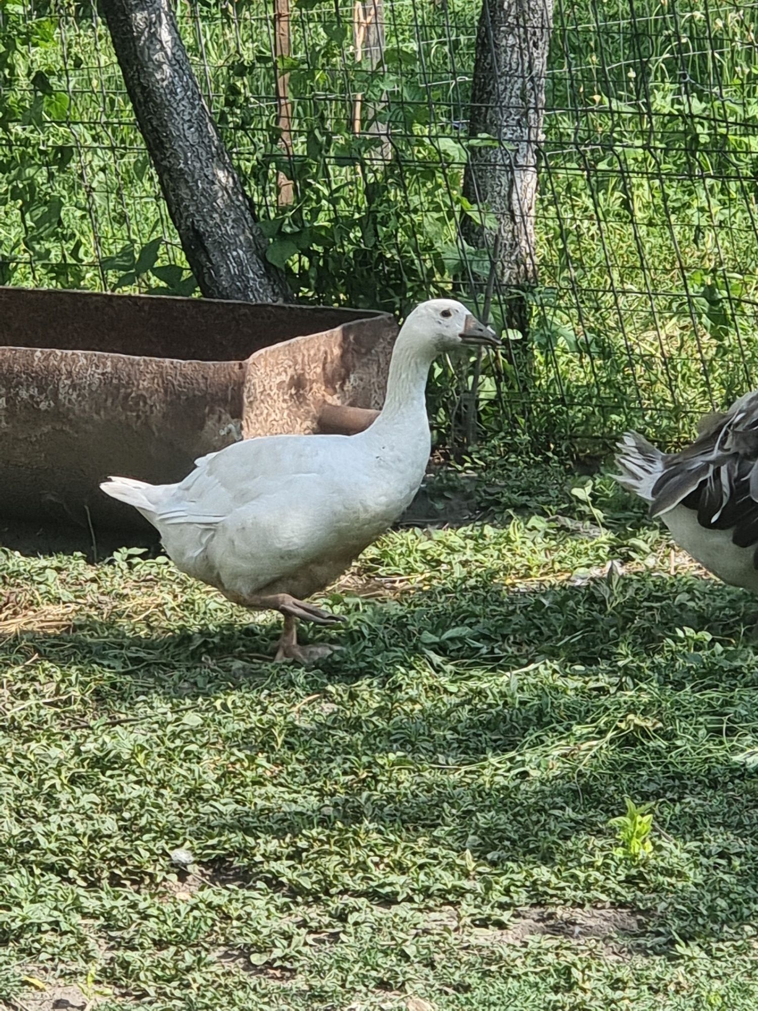 Vand 3 gaste românești