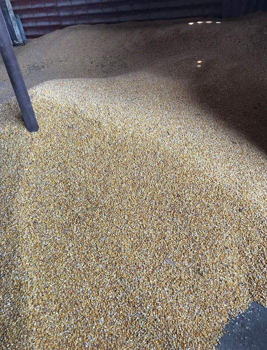 Vând porumb boabe,recolta 2025