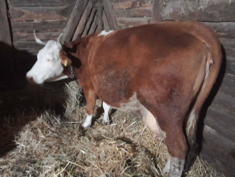 Vând șapte bucăți animale