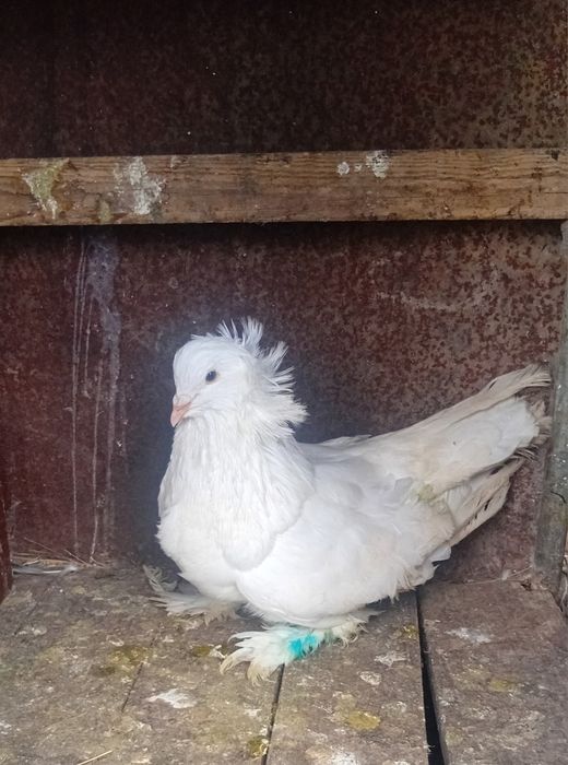 Vând porumbei uriași maghiari